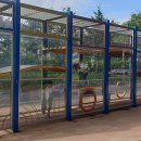 보강천 미루나무숲 이미지