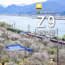개인화물1421 | 봄 출사 카메라 추천_니콘 풀프레임 미러리스 카메라 Z 9 봄꽃 여행 나들이