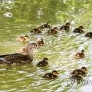 원앙세탁 이미지