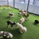 댕스미스 이미지