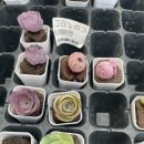 상중농장 이미지