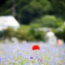 인천대공원(야외음악당 옆) 이미지