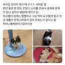 비교적 키우기 쉬운 견종 '시츄' 이미지