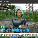 '천기누설'공심채효능 아시나요? 이미지