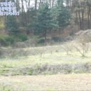 부용농협협동조합 | ☆금호리 토지(전)부동산경매(2015타경5736) ☆부강면 토지(전)경매대행♣세종특별자치시 부강면 금호리...