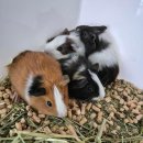 펫엔글라이더 대전점 이미지