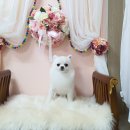 뷰티풀독 이미지