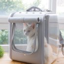 네모강아지 이미지