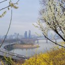 3월30일(수)응봉산개나리-서울숲 이미지