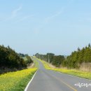 가시리 유채꽃길 이미지