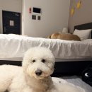 뿡뿡애견호텔 이미지