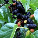 뽕나무집 이미지