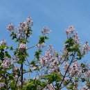 오동나무 이미지