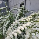 별꽃시루 이미지