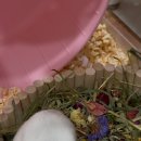 수사랑 동물병원 이미지