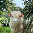 양떼목장 이미지