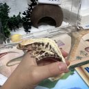 비그로브 비 | 여주 | 여주파충류, 그로브비 릴리화이트 분양 후기