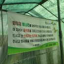 사리밤티재 | 미나리 삼겹살 이렇게 먹는 거였구나! (청도에서 미나리 삼겹살 먹기)