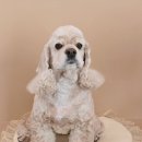 하이도그 이미지