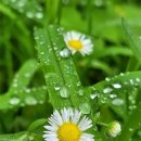 꽃 - 화해 이미지