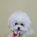 두유네 애견미용실 이미지