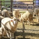 지당목장 이미지