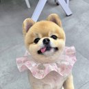 강아지미용실 이미지