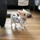 묘사서울