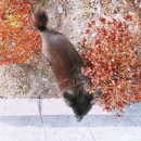 벨르시앙 이미지