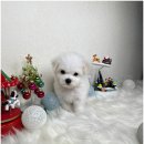 도그어바웃 강아지분양 이미지