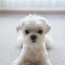 자연은 동물병원 이미지