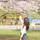 수원 벚꽃 만개 경기상상캠퍼스 가길 잘했다(실시간개화상황25.04.06)