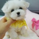 미스터독 이미지