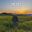 성산읍 고성리 1093-13 | 제주도 무료 유채꽃 명소 성산 광치기해변 유채꽃재배단지 2월 실시간 개화상황