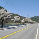 주천면 벚꽃길 이미지