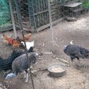 질재로 4 Daum카페