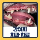강남동물병원 | 강아지 발치 스케일링 치주염 치료 후기 비용 강남예치과동물병원