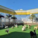 멍멍유치원 이미지