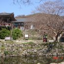삼화한우정육점 | 충청도 개심사, 수덕사 벛꽃 구경