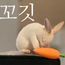 식향 - 춘천시 | [리뷰] 제이앤랩 아카시아 식향 퍼퓸_니치향수 솔직후기
