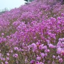 진달래경로당 이미지