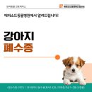 24시 에피소드 동물 메디컬 센터 | 범어동동물병원 심장약을 먹던 김콩이에게 나타난 호흡곤란 [24시에피소드동물메디컬센터]