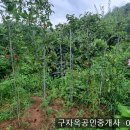 토마토의 윤회와 텃밭의 개똥철학...來無所來 (래무소래) 去無所去 (거무소거) 이미지