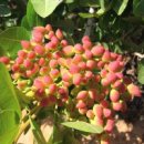 아몬드(Almond)