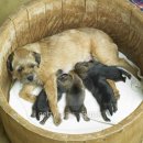 애견백과 - 보더 테리어 (Border Terrier) 이미지