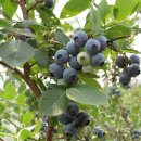 청록농장 이미지