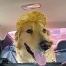 강아지의 하루 이미지