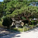 무궁화동산과 청음(淸陰) 김상헌