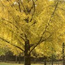 별빛황토펜션 | 홍천펜션 소낭황토한옥펜션에서 은행나무 축제 즐기기