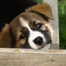 모현동물병원 이미지